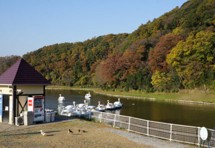 スワンボートが浮かぶ湖