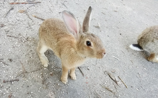 うさぎ島には可愛いうさぎがたくさん