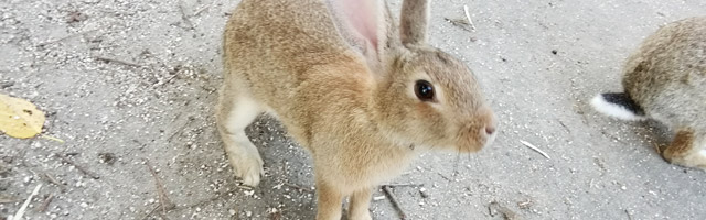 うさぎとふれあえる広島の「うさぎ島（大久野島）」で子供も大満足