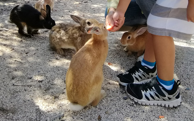 持って行ったニンジンをあげたり、買ったうさぎの餌をあげたり、うさぎとふれあいます