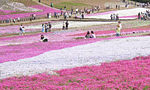 羊山公園の芝桜が見頃！駐車場は激混みなので臨時駐車場がおすすめ