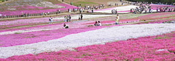 羊山公園の芝桜が見頃！駐車場は激混みなので臨時駐車場がおすすめ