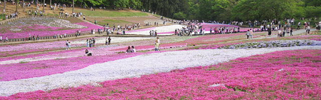 羊山公園の芝桜が見頃！駐車場は激混みなので臨時駐車場がおすすめ