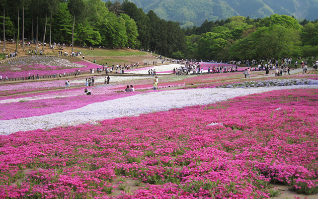 羊山公園の「芝桜の丘」