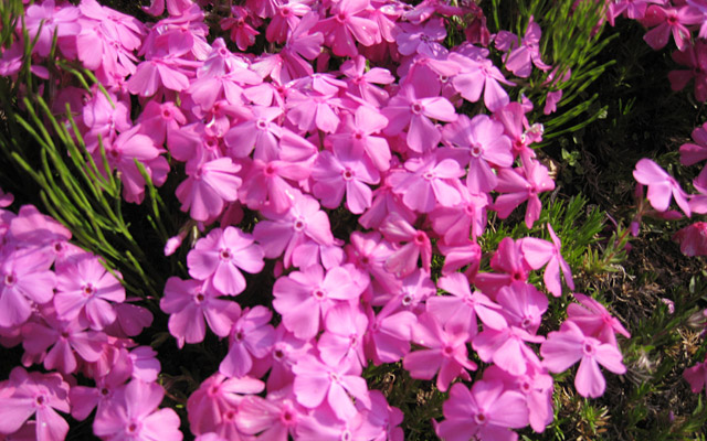 羊山公園の芝桜